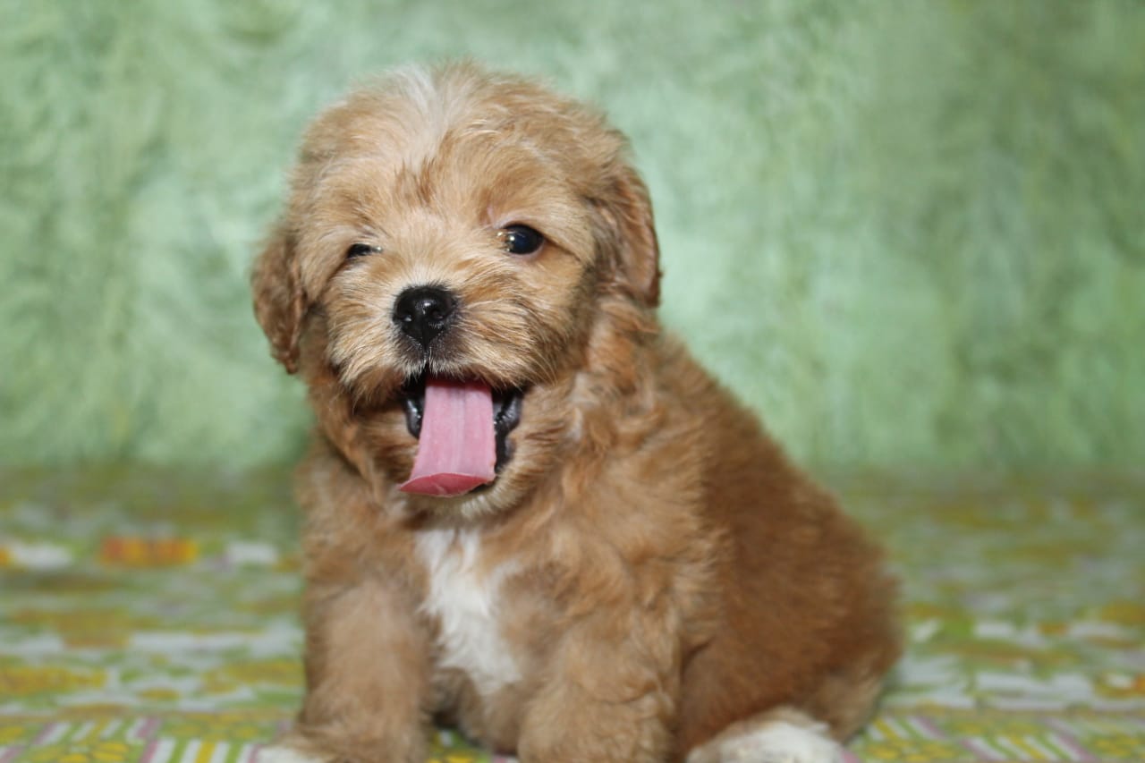 Breed n Breeder- Buy cockapoo dogs online in Mumbai - Dog